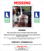 Black & White Jack Russell Terrier Cross Male Went missing on a walk between Gwinear & Angarrack